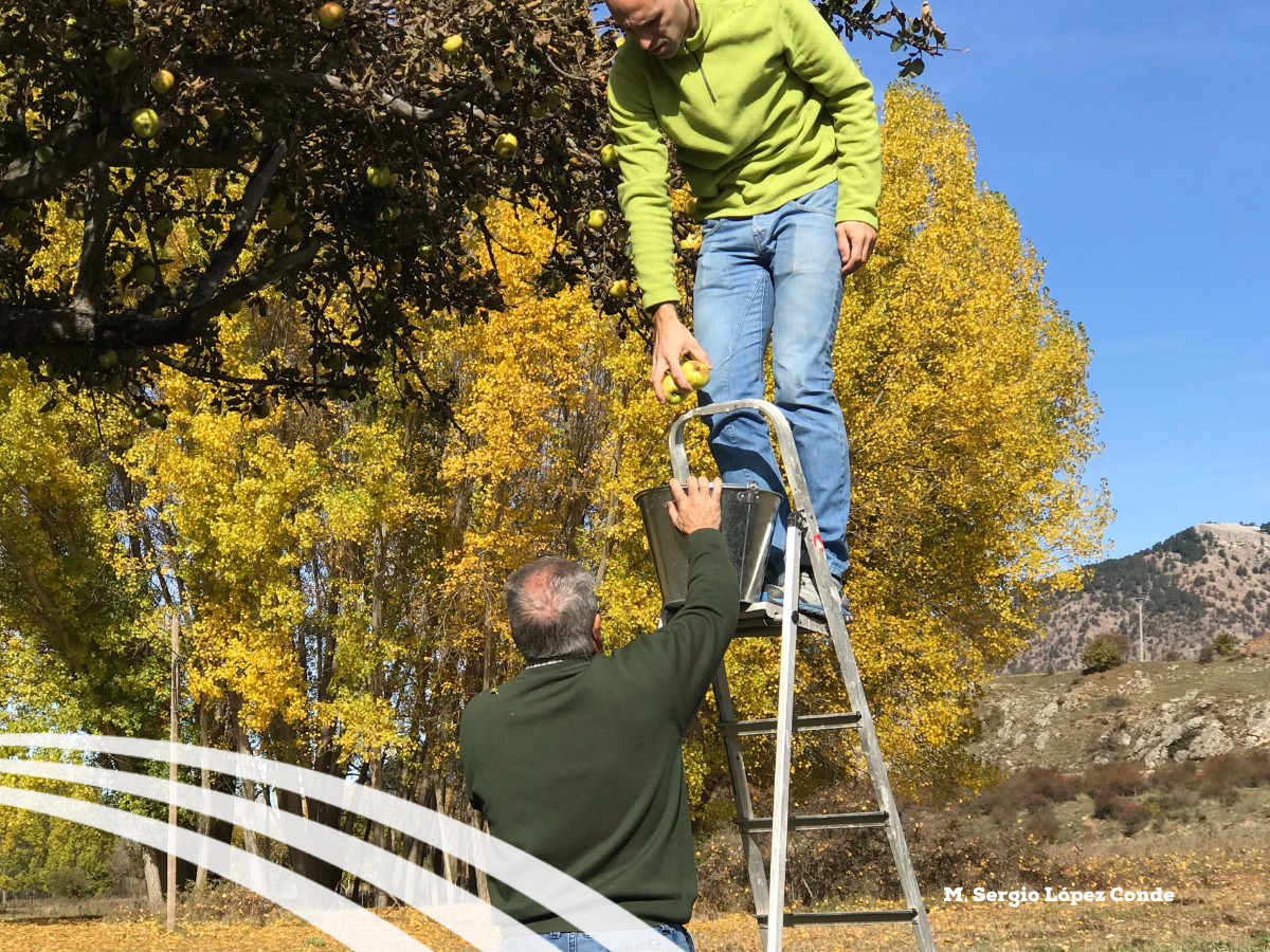 recogiendo manzanas del árbol