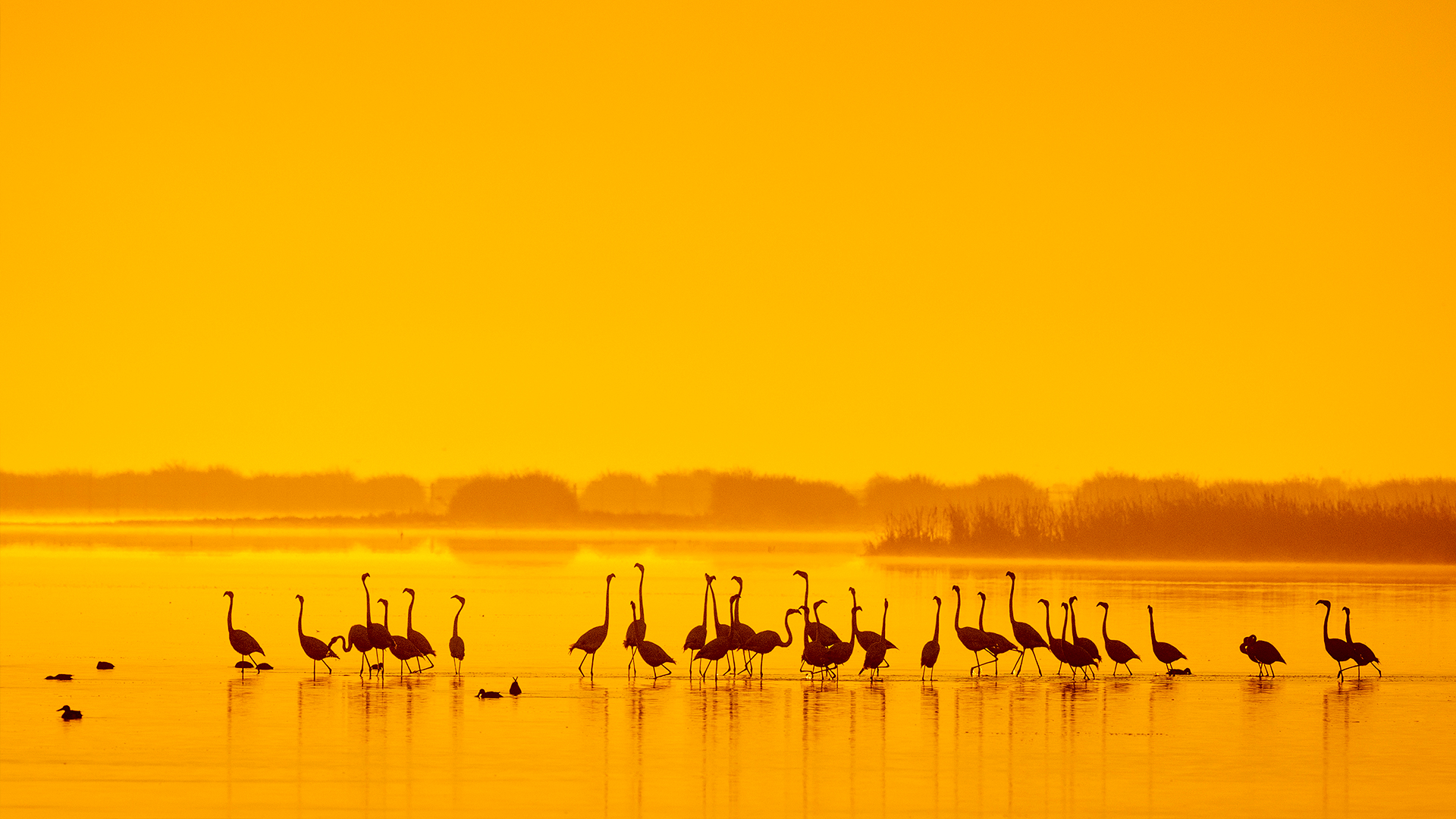 Panorámica de un atardecer en la marisma de Doñana