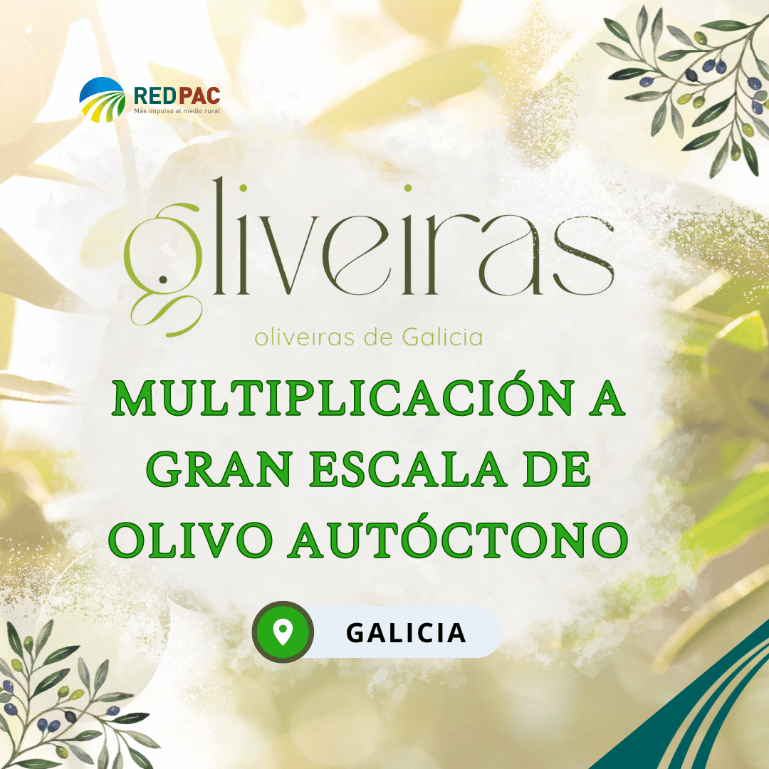 Grupo Operativo Oliveiras de Galicia