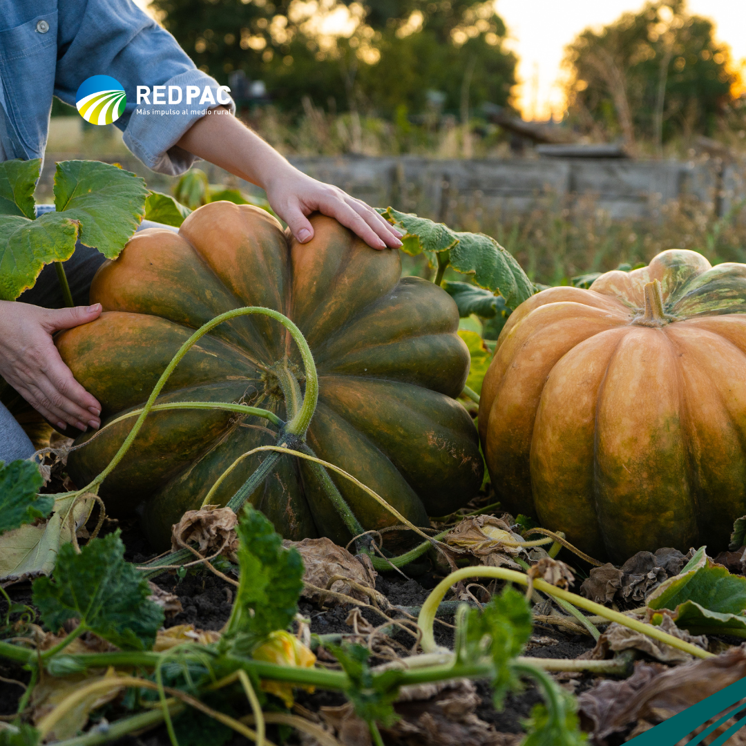 Boletín Red PAC - OCTUBRE 2025 La Red PAC presenta su boletín de noticias para que las experiencias del mundo rural español puedan llegar a todas las personas, organizaciones e instituciones implicadas en el desarrollo sostenible.