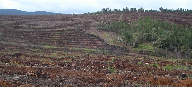 Finalizan las obras de restauración del gran incendio forestal ocurrido en Trabazos-Latedo (Zamora)