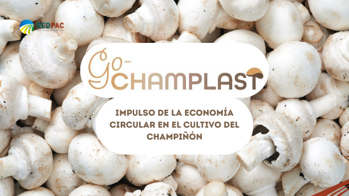 GO CHAMPLAST