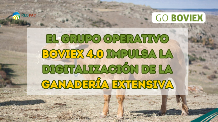 El Grupo Operativo BOVIEX 4.0 impulsa la digitalización de la ganadería extensiva
