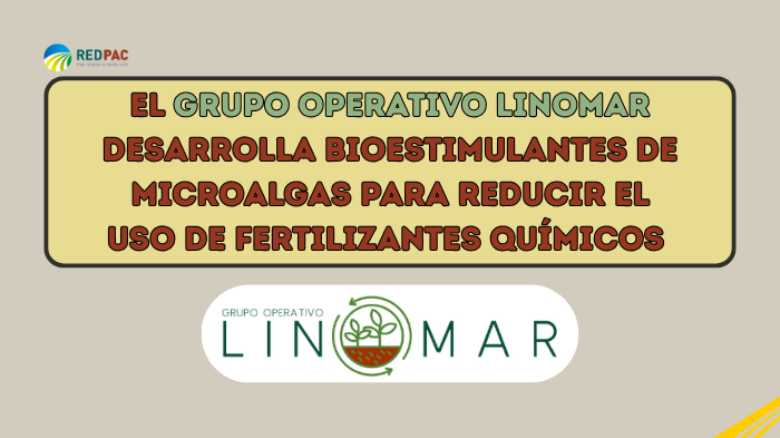 El Grupo Operativo LINOMAR desarrolla bioestimulantes de microalgas para reducir hasta un 50 % el uso de fertilizantes químicosEl Grupo Operativo LINOMAR desarrolla bioestimulantes de microalgas para reducir hasta un 50 % el uso de fertilizantes químicosEl Grupo Operativo LINOMAR desarrolla bioestimulantes de microalgas para reducir hasta un 50 % el uso de fertilizantes químicosEl Grupo Operativo LINOMAR desarrolla bioestimulantes de microalgas para reducir hasta un 50 % el uso de fertilizantes químicosEl G