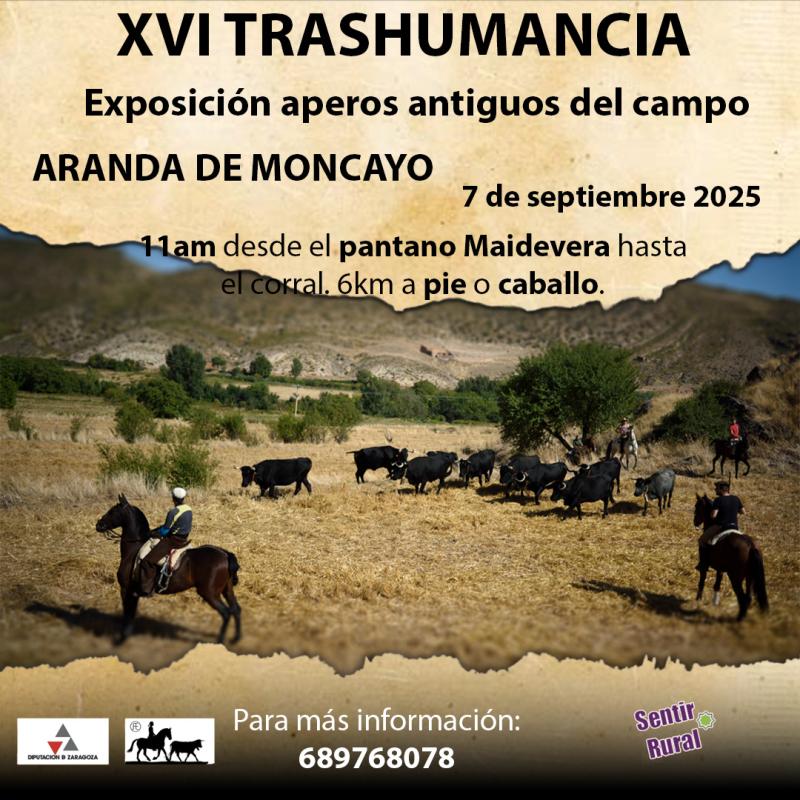 Sentir Rural is committed to transhumance and has been holding this event in Aranda de Moncayo since 2012. It also took place in various municipalities in Aragon, Navarre, and Soria in 2011. For millions of years, humans have practiced transhumance with their livestock. Transhumance is the movement of livestock, twice a year, to summer pastures in highland areas and back to lowland areas (valleys and pastures) to spend the winter. Being a transhumant is more than a form of herding; it is a way of life and a way of feeling a total connection with the cycles of nature and all living things. Transhumance has woven an extensive communication system throughout the Iberian Peninsula, consisting of cattle trails, paths, trails, and streams. At the beginning of this century, these trails still exist, stretching over 125,000 kilometers and 400,000 hectares. Aranda de Moncayo remains a transit point for transhumants, maintaining its active trails. Since its inception, Sentir Rural has worked on various activities involving transhumance and transhumants since 2010, raising awareness of this trade and way of life that is gradually disappearing. Therefore, during these events, we report on the numerous benefits that transhumance provides to both society and the environment, thus maintaining a vibrant biodiversity and the fertility of our soils after its passage. It also controls the growth of bushes, acting efficiently against fires, among many other benefits. Over the course of a weekend, through these educational and interactive events, we will remember those men and women who, through their economic activity for millennia, have contributed to producing quality food and helping to maintain a vibrant ecosystem. In 2016, transhumance was declared an Intangible Cultural Heritage of Humanity, and since 2023, it has been an Intangible Cultural Heritage of Humanity by UNESCO. The exhibition of antique implements related to transhumance and farm work is a look back at a not-so-distant past. A delight in the beauty and quality of the handmade tools made with local materials. The exhibition will take place Saturday, September 6th and Sunday, September 7th, at the restored farm and stable at the Molino del Batán in Aranda de Moncayo. Transhumance: A 14-km route along cattle trails in the municipality of Aranda de Moncayo. The journey can be made on foot or on horseback.