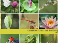 Observatorio Biodiversidad