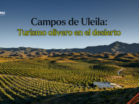 Campos de Uleila Oleoturismo