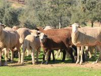 Desarrollo rural y Red Natura 2000