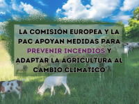 La PAC La PAC apoya medidas para prevenir incendios forestales y adaptar la agricultura al cambio climático La PAC apoya medidas para prevenir incendios forestales y adaptar la agricultura al cambio climático La PAC apoya medidas para prevenir incendios forestales y adaptar la agricultura al cambio climático La PAC apoya medidas para prevenir incendios forestales y adaptar la agricultura al cambio climático La PAC apoya medidas para prevenir incendios forestales y adaptar la agricultura al cambio climático 